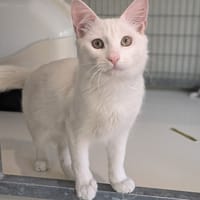 BIANCO, chat à adopter