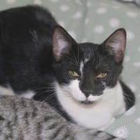 BLOUME, chatte à adopter