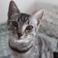 ETINCELLE, chatte à adopter