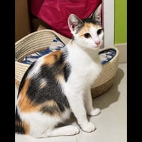 DUCHESSE, chatte à adopter