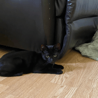 BALOO, chat à adopter