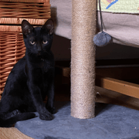 BULMA, chatte à adopter