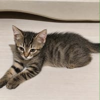 GRISOUILLE, chatte à adopter