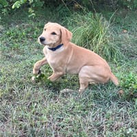 Chabin, Mâle, X Berger, né le 09/06/2026 🐶, chien à adopter