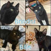 Brindisi et Bâle, chat à adopter