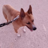 Nero, perro en adopción
