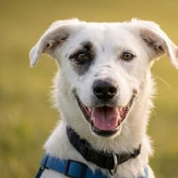 Pirato möchte Ihr treuer Begleiter sein, Hund zur Adoption