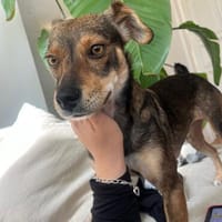 Nina - jung und verspielt - bereits in DE, Hündin zur Adoption