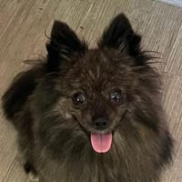 Lea💕menschenbezogene kleine Hündin, Hündin zur Adoption