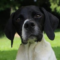 Melina, geb. ca. 01/2025, 67735 Mehlbach, Hündin zur Adoption