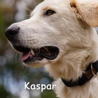KASPAR, Hund zur Adoption