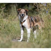 Joost - wartet in 99427 Weimar, Hund zur Adoption