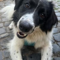 Stark und sensibel- Lucia, Hündin zur Adoption