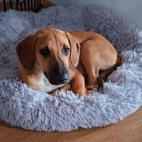 Mijou  kleine Traumhündin sucht ihre Menschen, Hündin zur Adoption