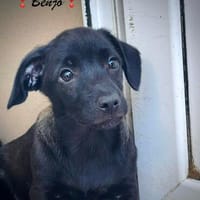 Benjo  so viel Sanftheit im Blick, Hund zur Adoption