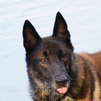 Orko Sportlicher Malinois sucht tolles Zuhause, Hund zur Adoption