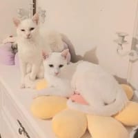 Alfy & Shaddow Schneeweiße Wölkchen suchen Familie, Kater zur Adoption