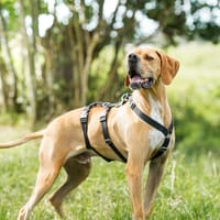 Yoyo  ein Pointer auf dem Weg in ein besseres Leben, Hund zur Adoption