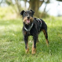 Narvic  ein Terrier, der endlich leben darf, Hund zur Adoption