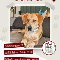 Milk sucht ein Zuhause oder eine neue Pflegestelle, Hündin zur Adoption