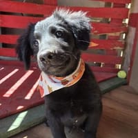 Lupo wartet noch, Hund zur Adoption