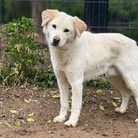 MARLON - hofft auf eine eigene Familie, Hund zur Adoption