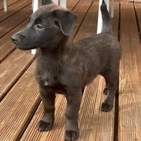 🐾 LOTTE sucht ihr Zuhause 🐾, Hündin zur Adoption