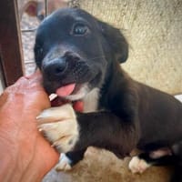 Berti  ein hübscher, kleiner Knuffel, Hund zur Adoption