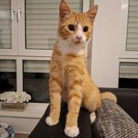 sußer Kater Leo in NRW sucht Zuhause, Kater zur Adoption