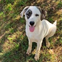 Jody - die Selbstbewusste braucht Erfahrene, Hündin zur Adoption
