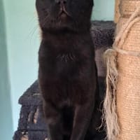 Gemütlicher, lieber Kater Black, Kater zur Adoption