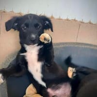 Balu  klein, süß und ziemlich viel Unsinn im Kopf!, Hund zur Adoption