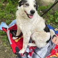 Mara, nette Hündin sucht neues Zuhause, Hündin zur Adoption