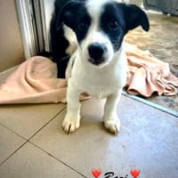 Bazi  kleiner Entdecker mit besonderem Chic, Hund zur Adoption