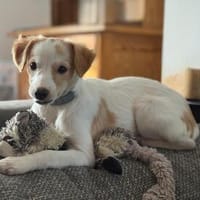 Wanda niedliches kleines Mädchen, Hündin zur Adoption