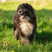 Lustiger Gefährte Raicu sucht Familie, Hund zur Adoption