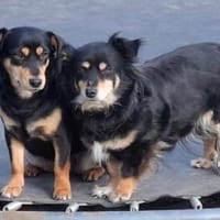 Unser Doppelpack: Lisa & Antonia, Hündin zur Adoption