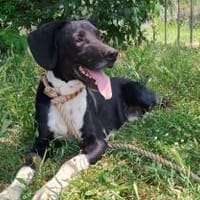 JACKY - sucht seinen Neuanfang, Hund zur Adoption