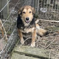 Oshu, lieber Hund sucht neues Zuhause, Hund zur Adoption