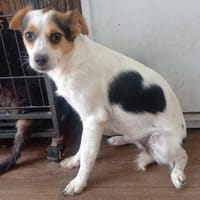 MUFFIN - offen, freundlich, sozial, Hündin zur Adoption