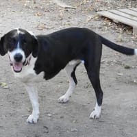 Ozzy, sanfter Riese sucht neue Familie, Hund zur Adoption