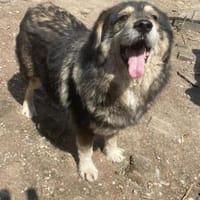 Woody, freundlicher Rüde sucht Zuhause, Hund zur Adoption