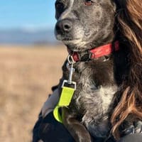 Gencho m~ 5J sucht seinen Platz mit Geduld zum ankommen, Hund zur Adoption