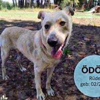 ÖDÖN war plötzlich einfach da, Hund zur Adoption