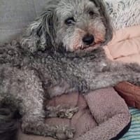 SOS!!! PAMACS!! Er muss in 4 Wochen sein Zuhause verlassen, Hund zur Adoption