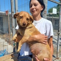 GRÄFIN SCHNUFFEL - bezaubernde kleine Hündin, Hündin zur Adoption