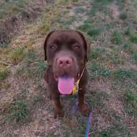 TIMBER - verspielt und neugierig, Hund zur Adoption