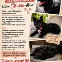 💕Die kleine Struppi 💕 sucht ihr Zuhause, Hündin zur Adoption