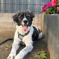 Bella sucht ihre Hundeerfahrene Menschen..., Hündin zur Adoption