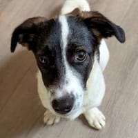 Lio - der neugierige Jack-Russel-Mix, Hund zur Adoption